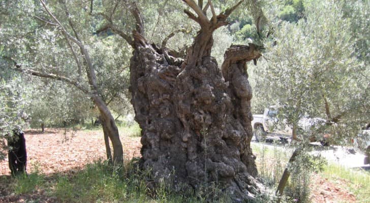 Image 1 from gallery