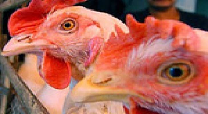 اكتشاف إصابة ثانية بانفلونزا الطيور بألمانيا