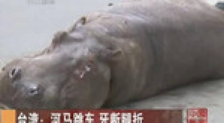 بالفيديو.. فرس نهر يقفز من شاحنة في تايوان
