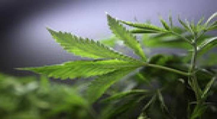 تاجر مخدرات يطلب ضابط شرطة كنديا بالخطأ ليبيع له الماريوانا