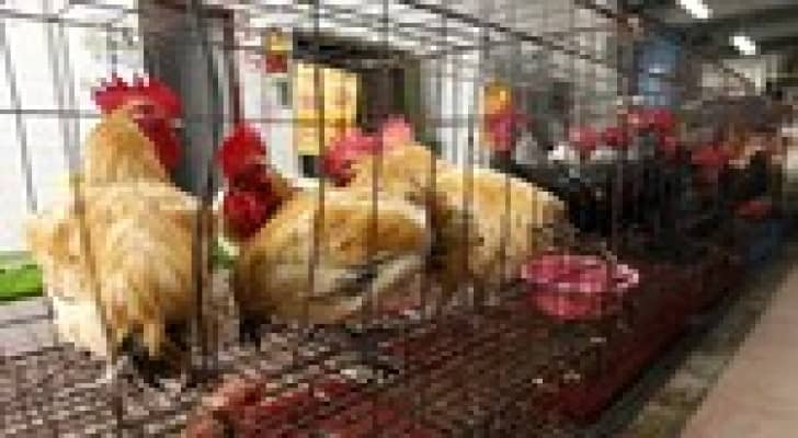 الصحة تنفي تسجيل حالة انفلونزا الطيور في جرش