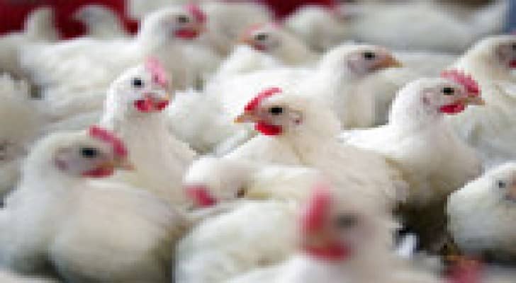 أسعار الدجاج الحي تسجل ارتفاعا بنسبة 15- 20%