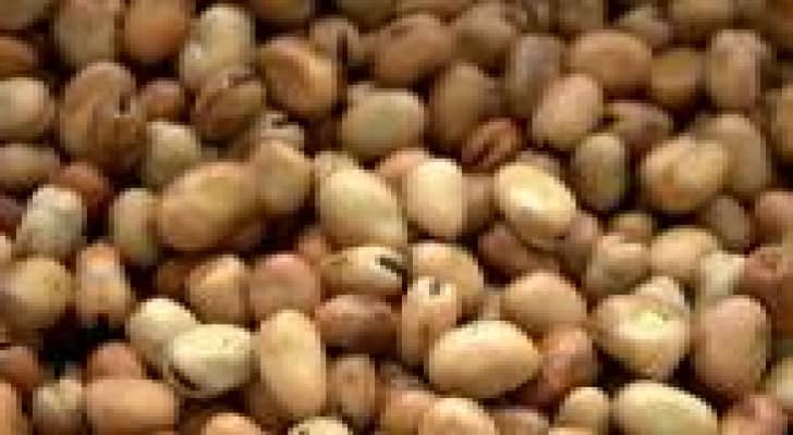 باحثون ينجحون في استنباط 30 صنفا جديدا من الفول