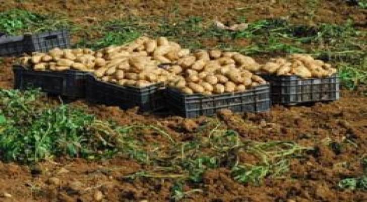 الخدام لرؤيا: 3 مليون دينار خسائر مزارعي البطاطا في وادي الأردن