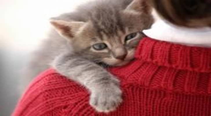 اقتناء قطة يزيد خطر الإصابة بالعمى 90%