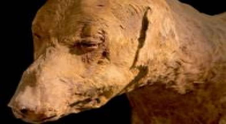 العثور على 8 ملايين كلب محنط في مصر