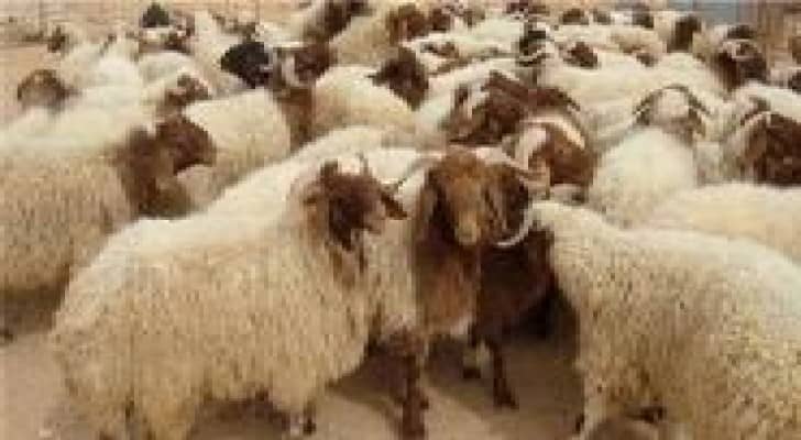 600 الف اضحية رومانية وبلدية استعدادا لعيد الاضحى