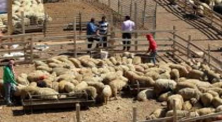 أمانة عمان تباشر باستقبال الطلبات للحصول على حظائر بيع وذبح الاضاحي