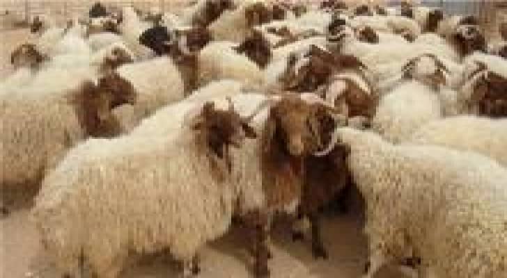 تكية أم علي: توزيع أضاحي 2015 على 18300 أسرة