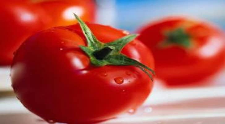 زراعة 30 ألف دونم بندورة في الأغوار الجنوبية