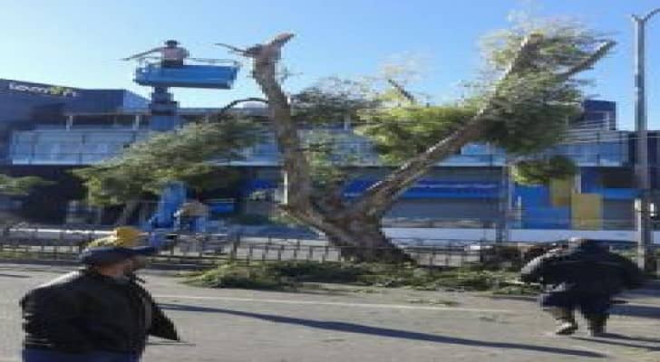 الامانة تواصل حملة وقائية لتقليم وتهذيب الأشجار خلال فصل الشتاء