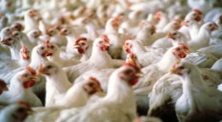 مزارعون يطالبون شركات الدواجن الكبرى بالتوقف عن بيع الدجاج الحي