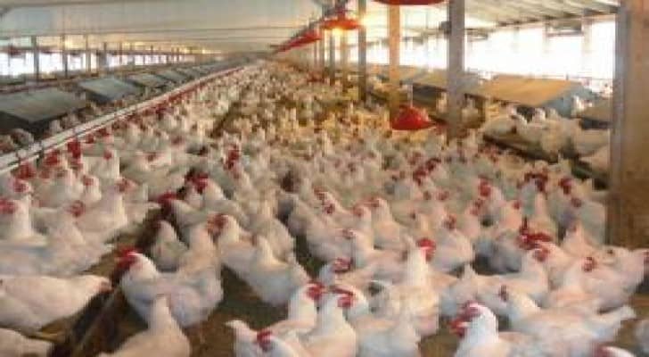 تأكيدات إماراتية لاستيراد الدجاج من الاردن