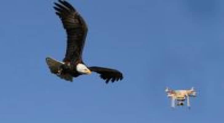 استخدام النسور لاعتراض الطائرات من دون طيار