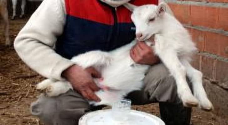 عنزة عمرها 4 أيام تدر الحليب .. فيديو
