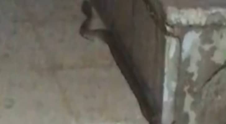 أفعى تعيش مع عائلة كركية منذ ثلاثين عاما