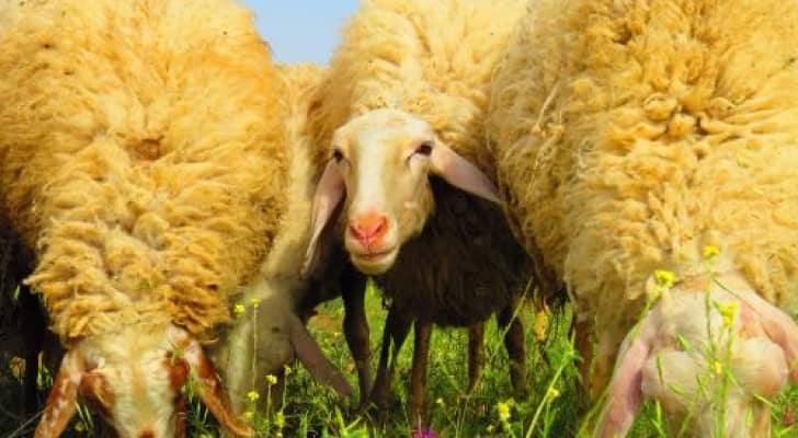 الزراعة تنفي إصابة أغنام بالطاعون