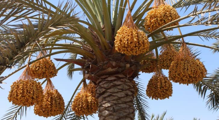 الناصر يبشر بـ " علامة فارقة " في الأغوار الجنوبية