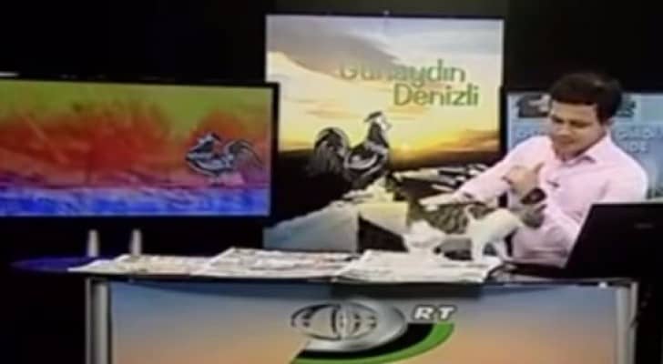 قط يقتحم برنامج تلفزيوني