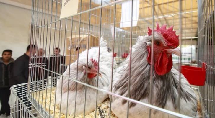 ملكة جمال للدجاج تباع في مزاد علني