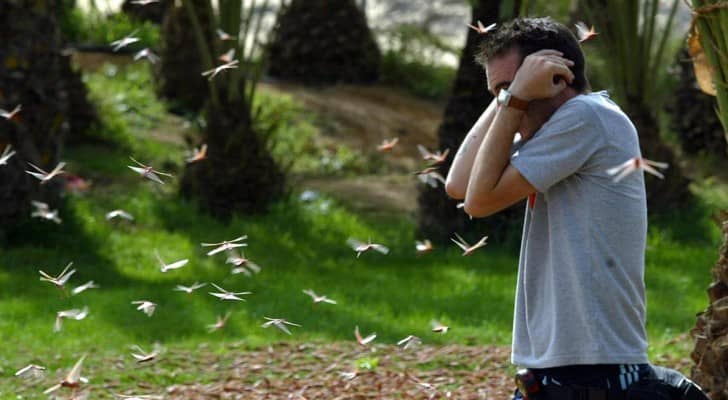 تلعب الحشرات دورا هاما في تعزيز التربة وتلقيح النباتات
