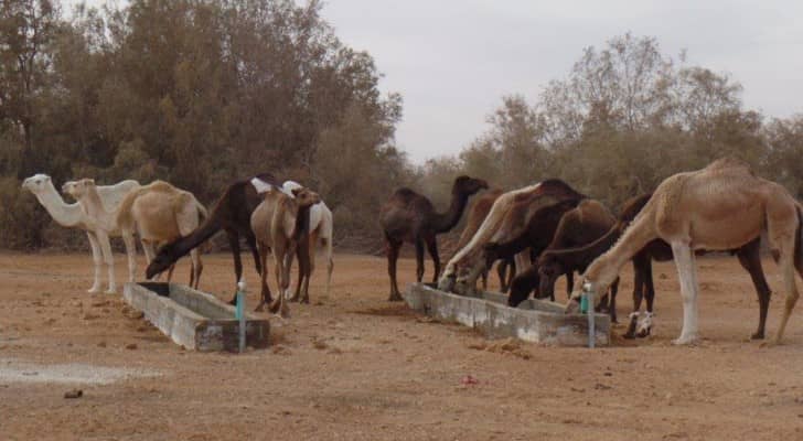  الوزارة تقول إن هذه الخطة ستوفر اكثر من مليون دينار سنويا
