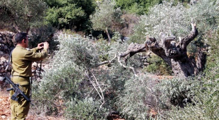 ارشيفية