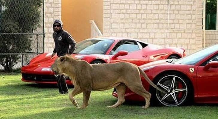 ارشيفية