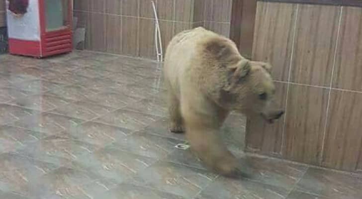 دب يتجول في اربيل