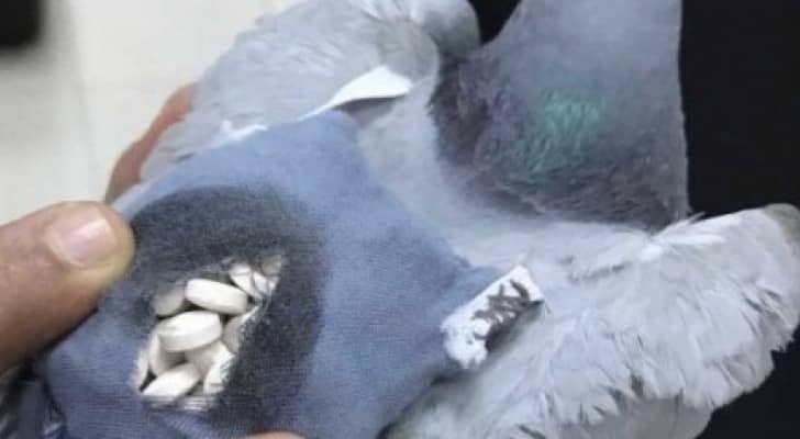حمام زاجل لتهريب المخدرات في الكويت