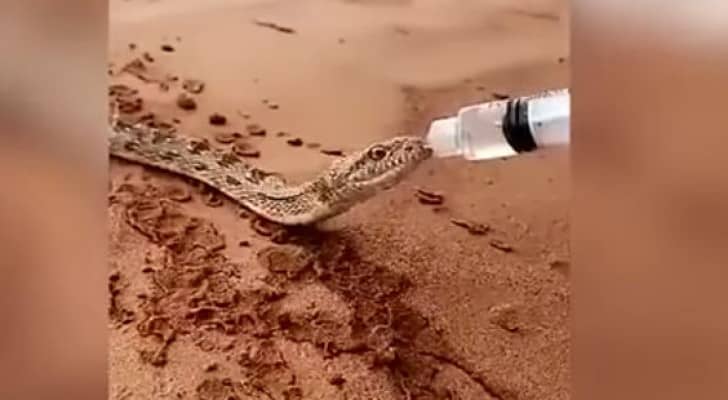 إطفاء ظمئ ثعبان في الربع الخالي