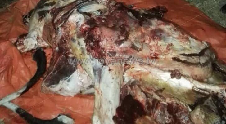 ضبط لحوم أبقار غير صالحة للاستهلاك البشري في اربد