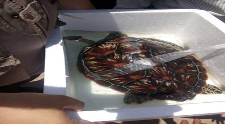 اعادة سلحفاة بحرية الى موطنها الاصلي في العقبة
