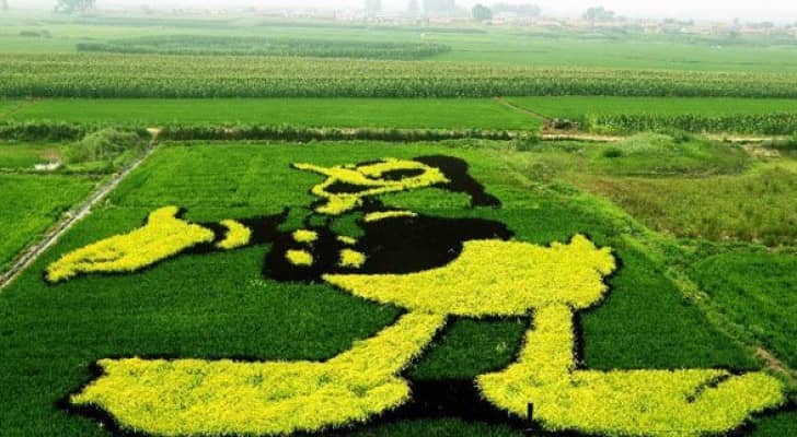 صورة أرشيفية لحقل أرز في الصين