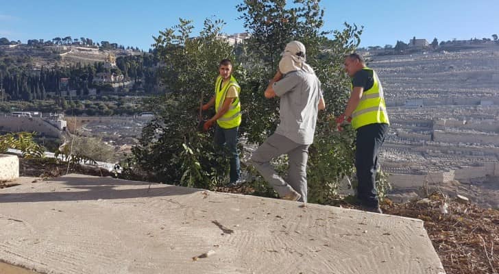 الاحتلال يقطع أشجار مقبرة باب الرحمة بالقدس