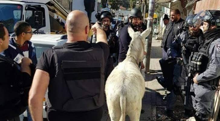 قامت قوات الاحتلال برفقة طواقم البلدية باحتجاز الحمار ومالكه دون سبب