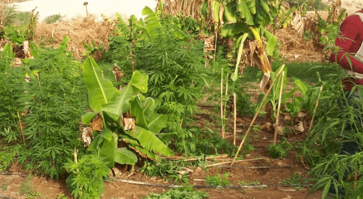 المارجوانا المضبوطة في المزرعة