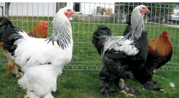 ارشيفية