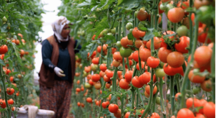 مزارعة أردنية - ارشيفية