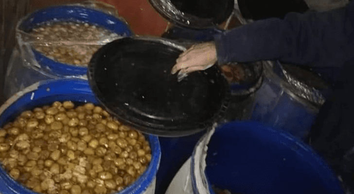 المضبوطات