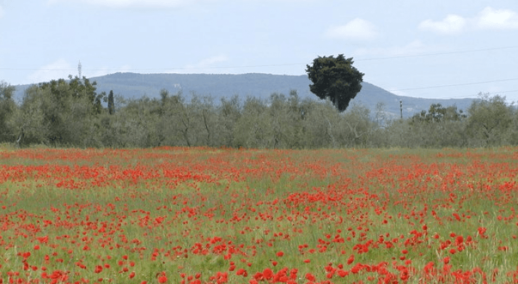 ربيع الاردن - ارشيفية