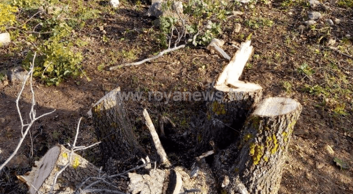 مجزرة بحق الثروة الحرجية في عجلون