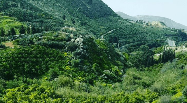 ارشيفية
