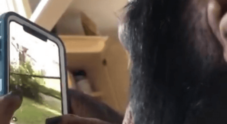 ظهر خلاله القرد يتصفح برنامج انستغرام باحترافية وتركيز عال