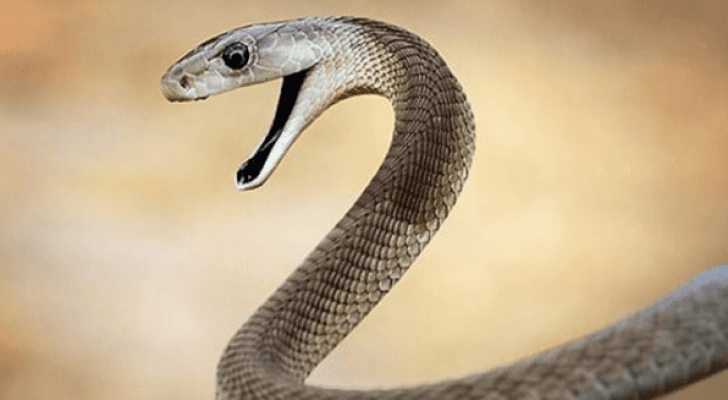 افعى
