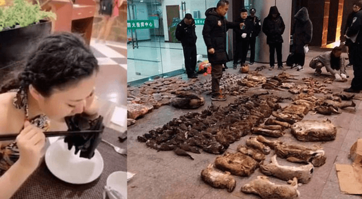 الصين تحظر كليا تجارة الحيوانات البرية واستهلاكها