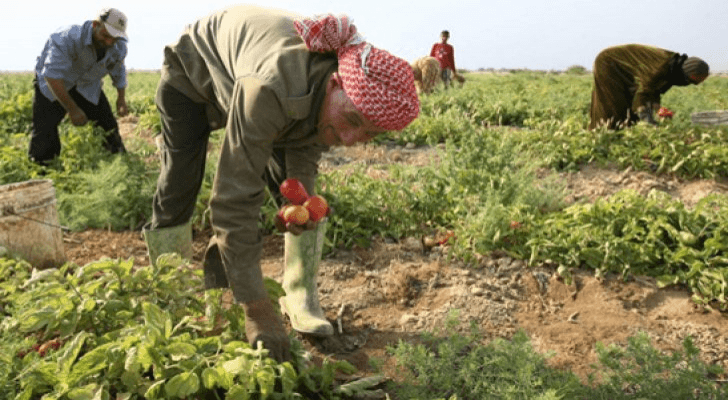 دراسات دولية: الأردن يستطيع زيادة الصادرات الزراعية من 240 مليون دينار إلى مليار دينار خلال 3 سنوات