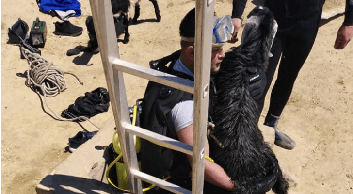 الدفاع مدني ينقذ غنمتين سقطو داخل بئر ماء في منطقة بصيرا