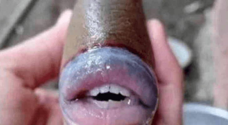 نتشرت الصورة بشكل فيروسي في شبكات التواصل