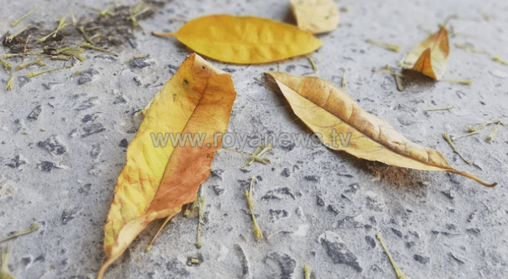 الصورة أرشيفية
